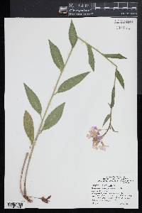 Hesperis matronalis image