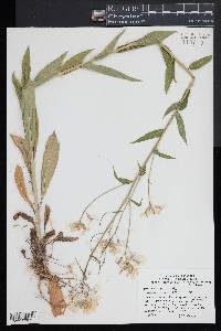 Hesperis matronalis image