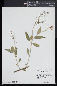 Hesperis matronalis image