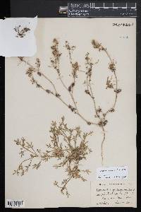 Lepidium coronopus image