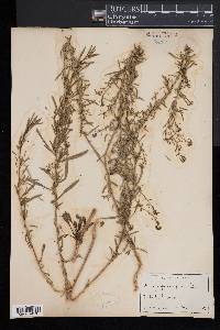 Lepidium graminifolium image