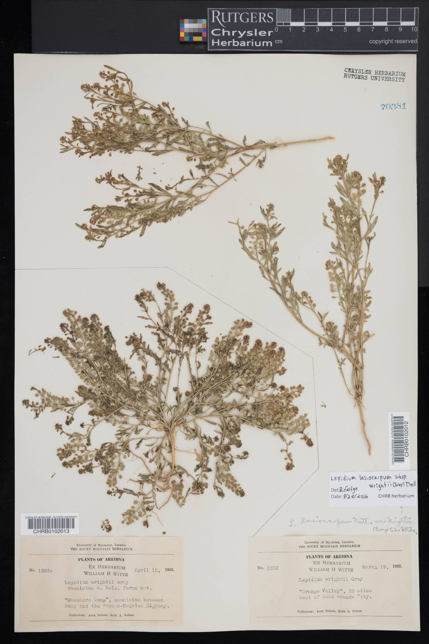 Lepidium lasiocarpum subsp. wrightii image