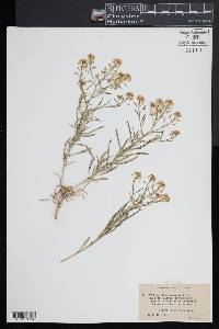 Lepidium montanum image