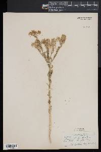 Lepidium thurberi image