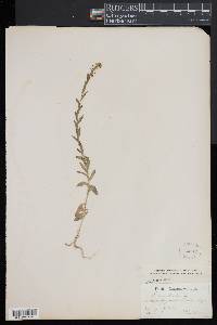 Lepidium campestre image