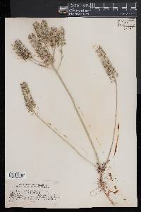 Lepidium campestre image