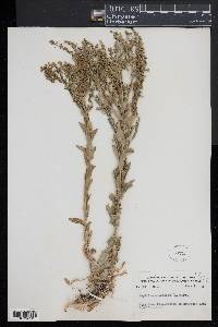 Lepidium campestre image