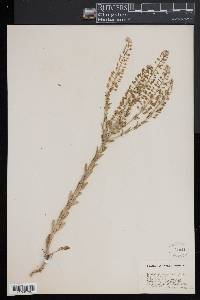 Lepidium campestre image