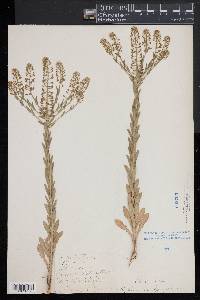 Lepidium campestre image