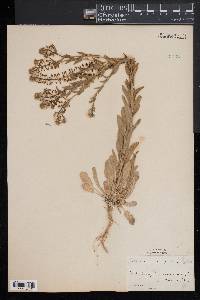 Lepidium campestre image