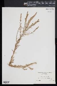 Lepidium densiflorum image