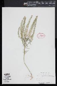 Lepidium densiflorum image