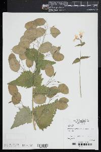 Lunaria annua image