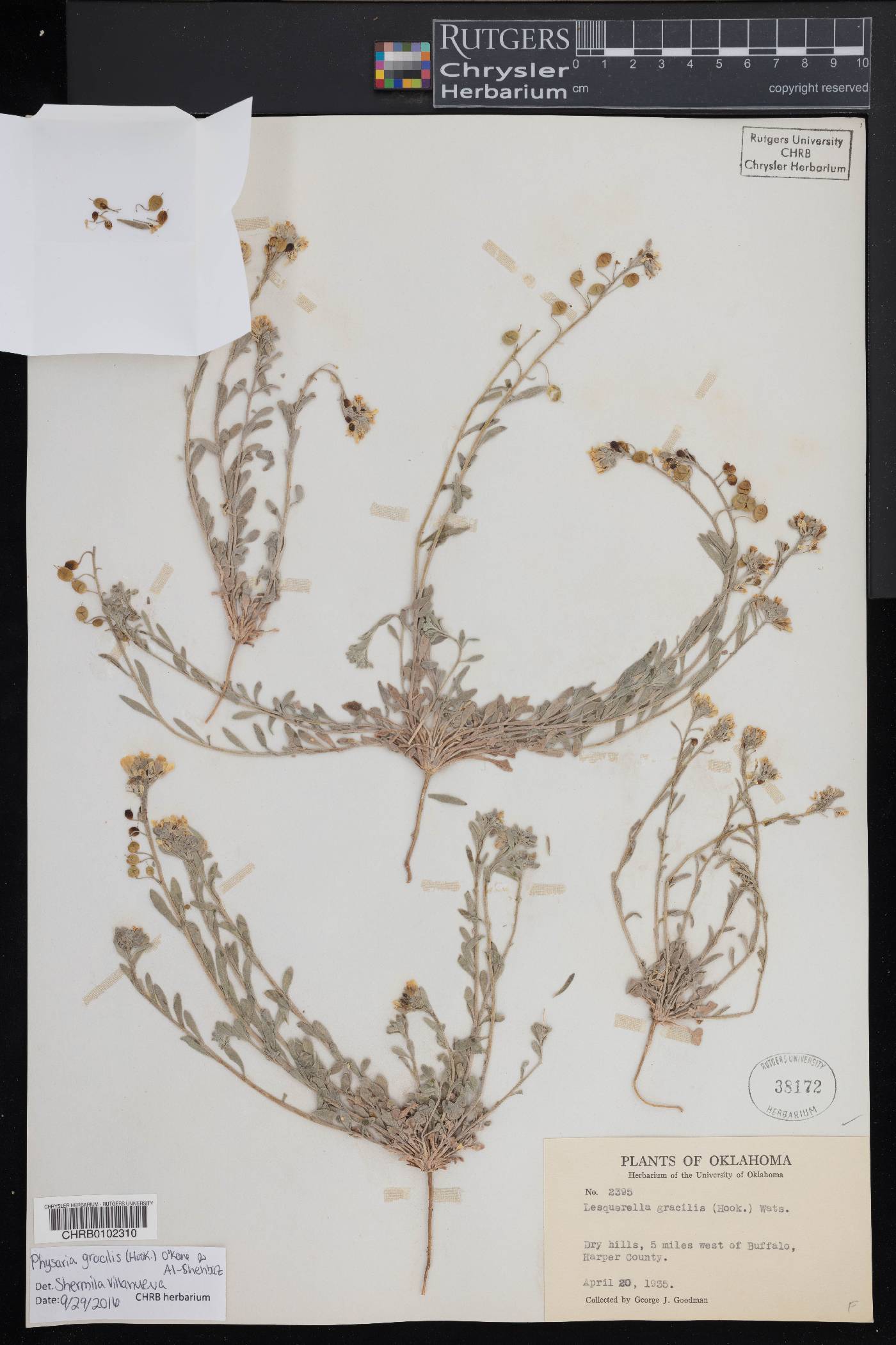Physaria gracilis image