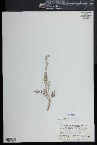 Rorippa sylvestris image