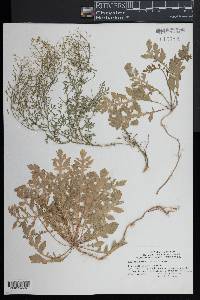 Rorippa sylvestris image