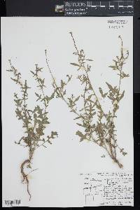 Sisymbrium officinale image