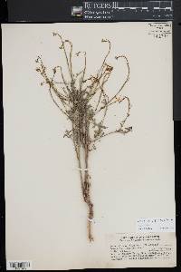 Sisymbrium officinale image