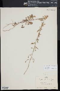 Sisymbrium officinale image