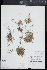 Teesdalia nudicaulis image