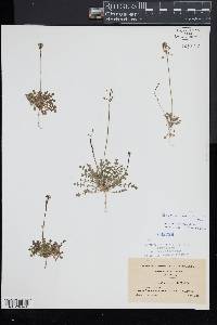 Teesdalia nudicaulis image