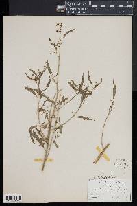 Thelypodium wrightii image