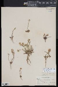 Noccaea fendleri subsp. glauca image