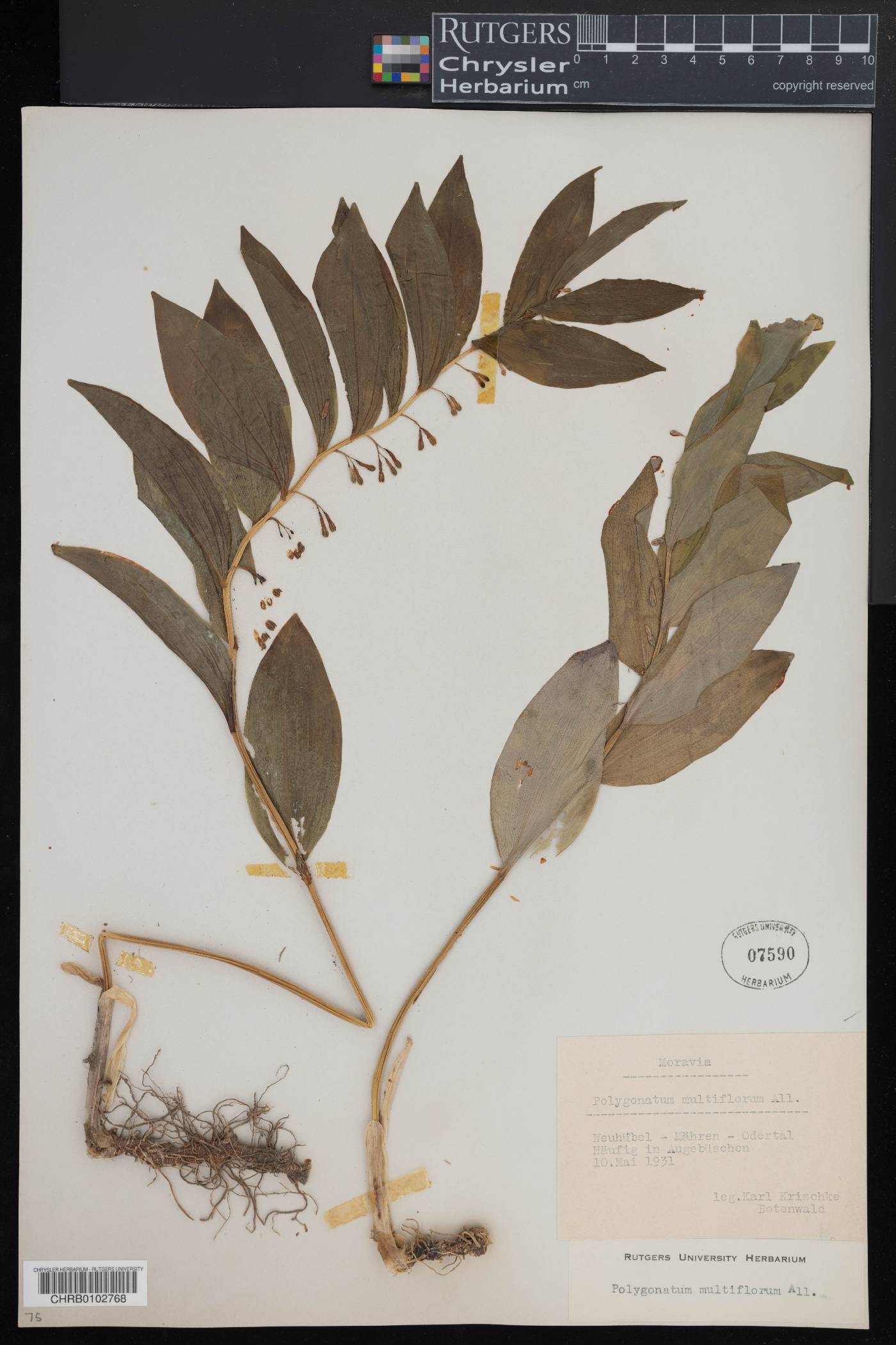 Polygonatum multiflorum image