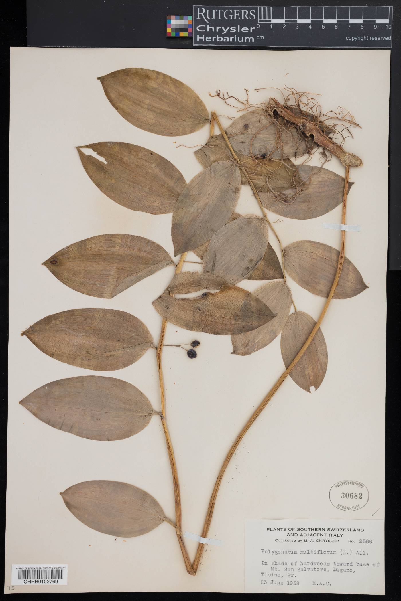 Polygonatum multiflorum image