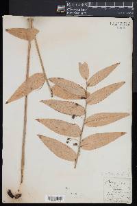 Polygonatum latifolium image