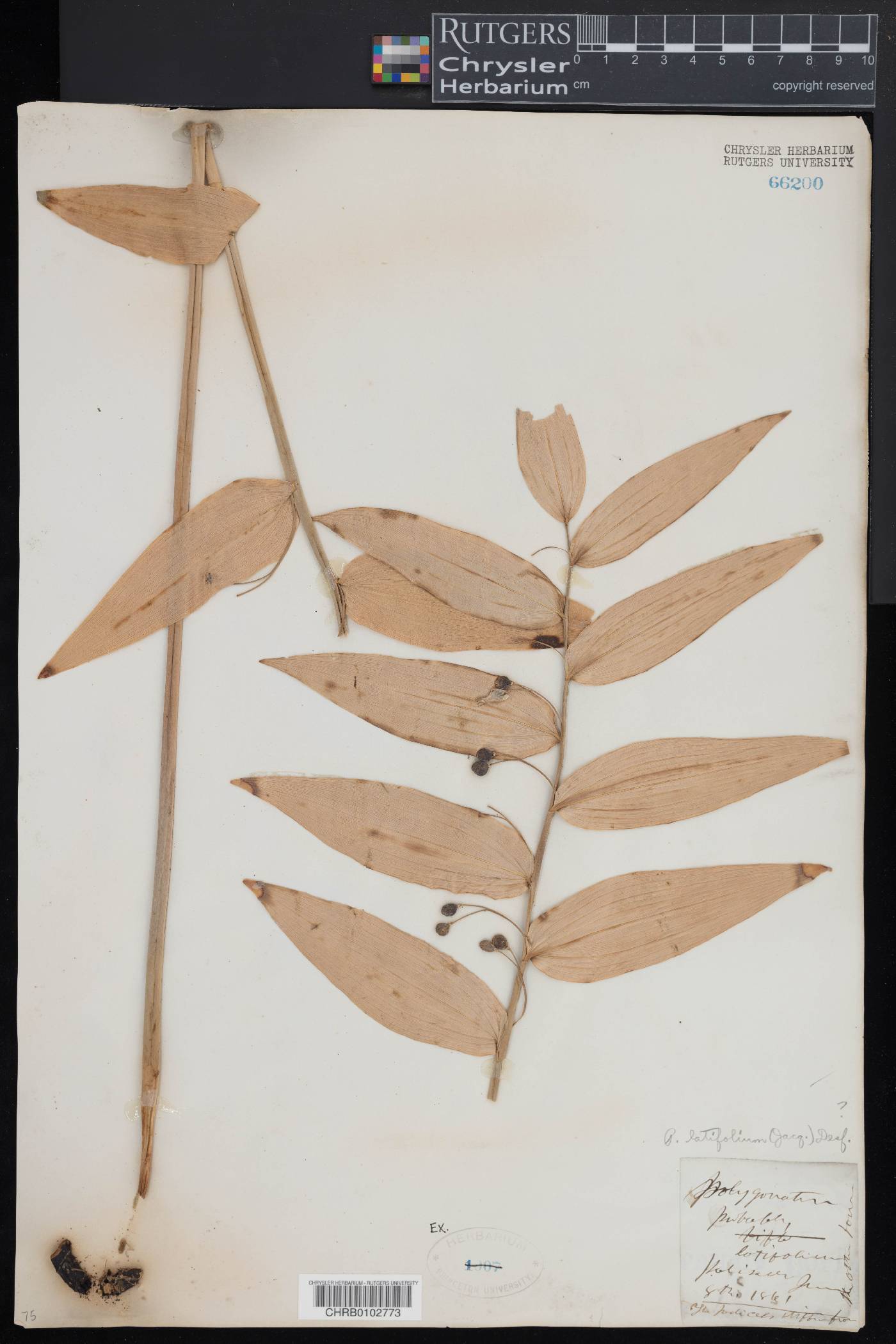 Polygonatum latifolium image