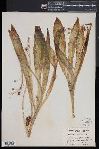 Scilla lilio-hyacinthus image