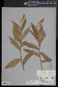 Maianthemum racemosum subsp. amplexicaule image