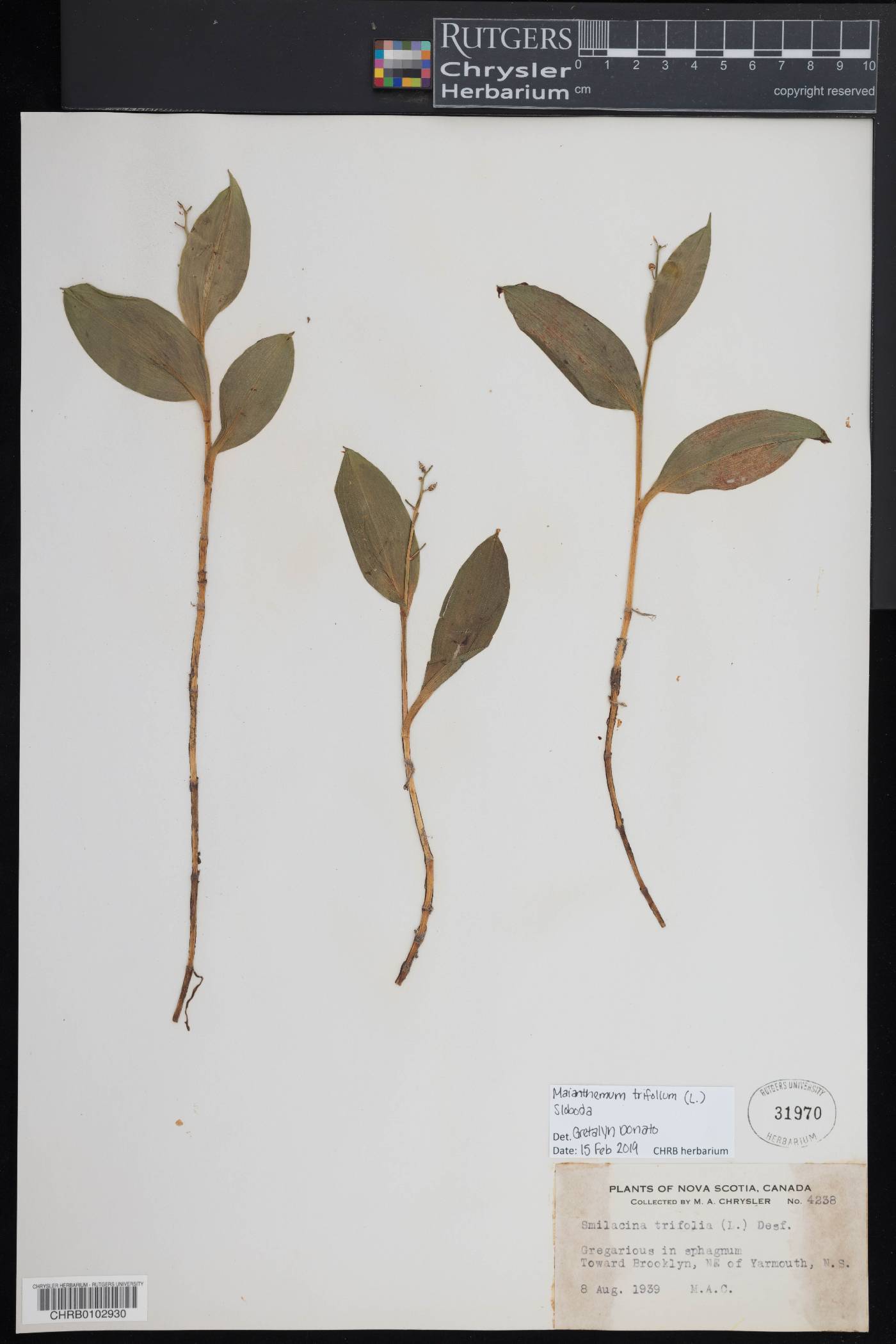 Maianthemum trifolium image