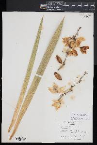 Yucca flaccida image