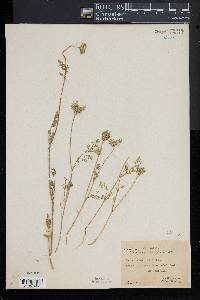 Daucus pusillus image