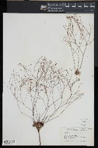Stipulicida setacea image