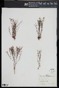 Stipulicida setacea image