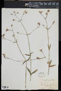 Silene rupestris image