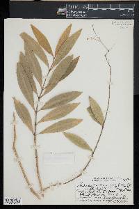 Schiedea nuttallii var. pauciflora image