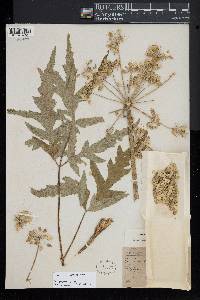 Heracleum sphondylium image