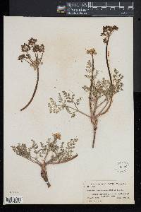 Lomatium foeniculaceum image