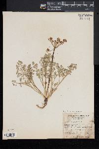 Lomatium grayi image