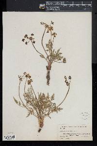 Lomatium orientale image