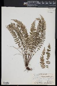 Asplenium macraei image