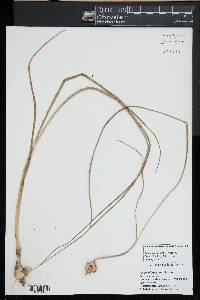 Allium oleraceum image