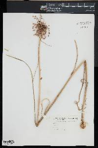 Allium oleraceum image