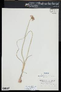 Allium stellatum image