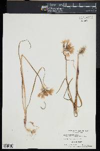 Allium unifolium image