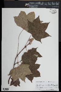 Acer cappadocicum image